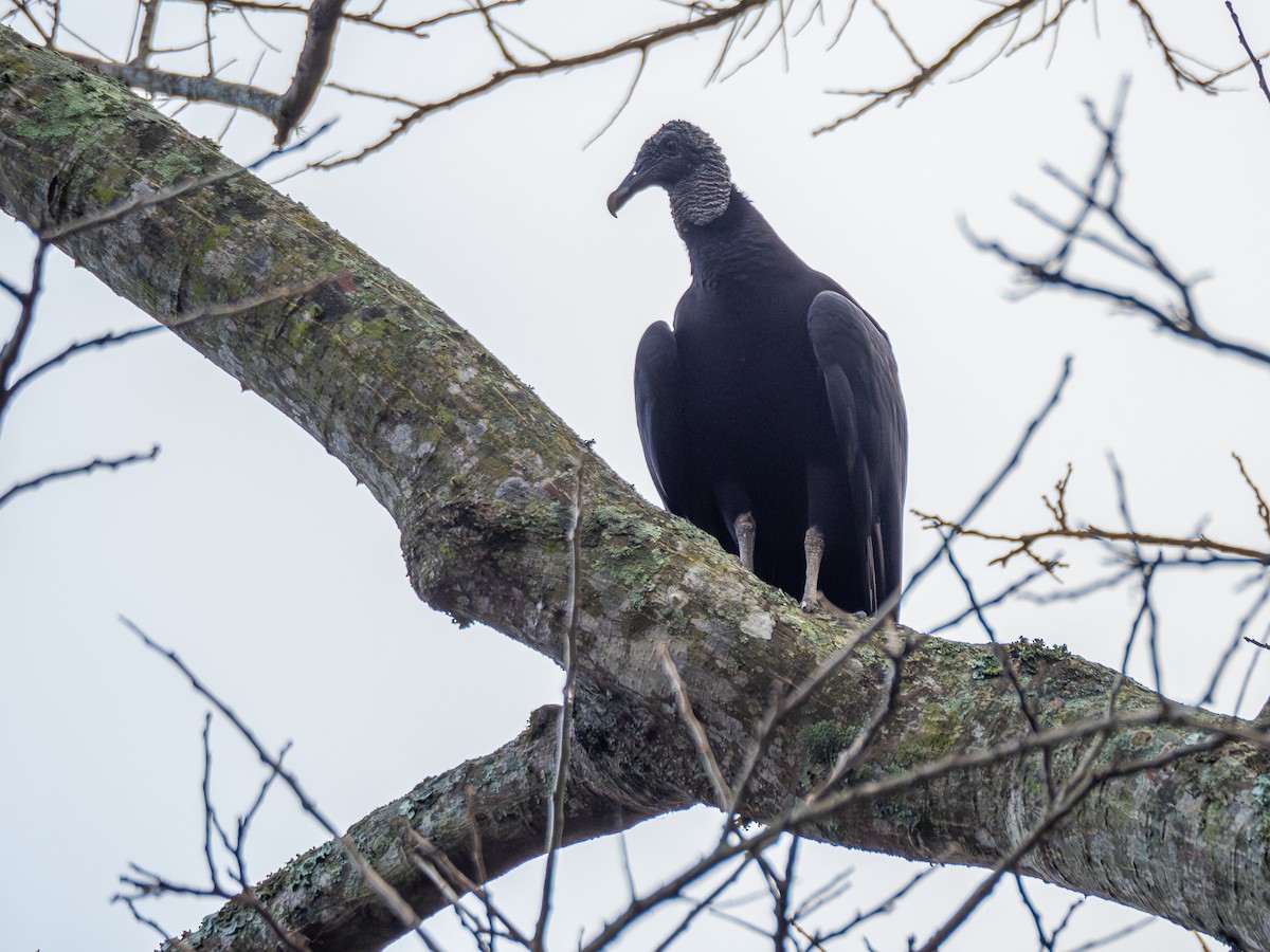 Black Vulture - ML620077891
