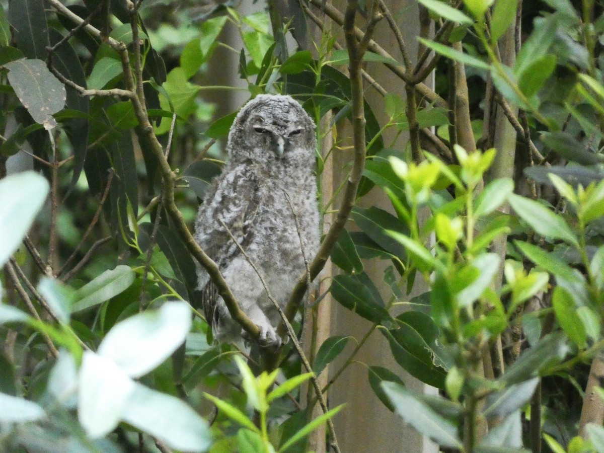 Tawny Owl - ML620077910