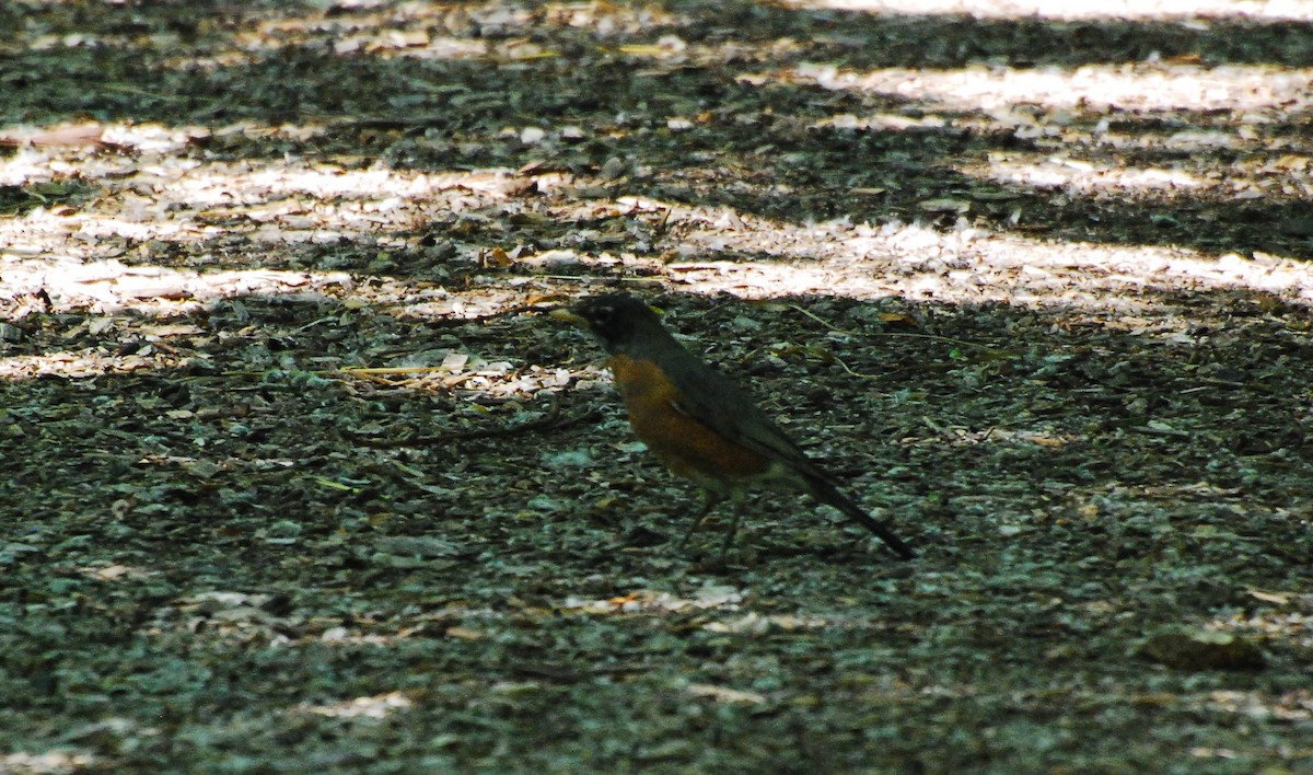 American Robin - ML620077914