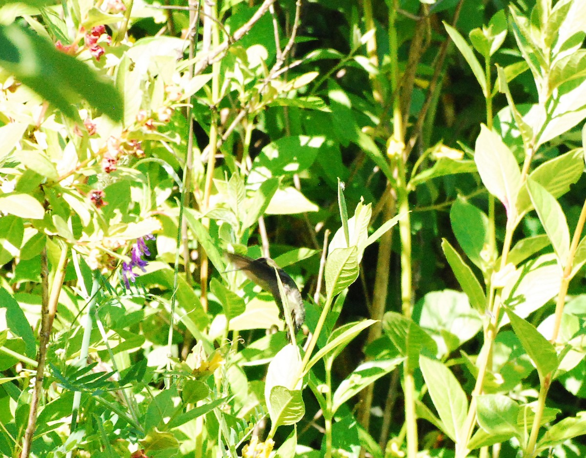 Anna's Hummingbird - ML620077919