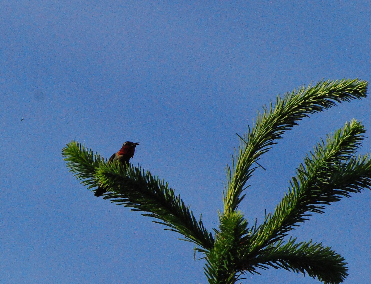 Anna's Hummingbird - ML620077920