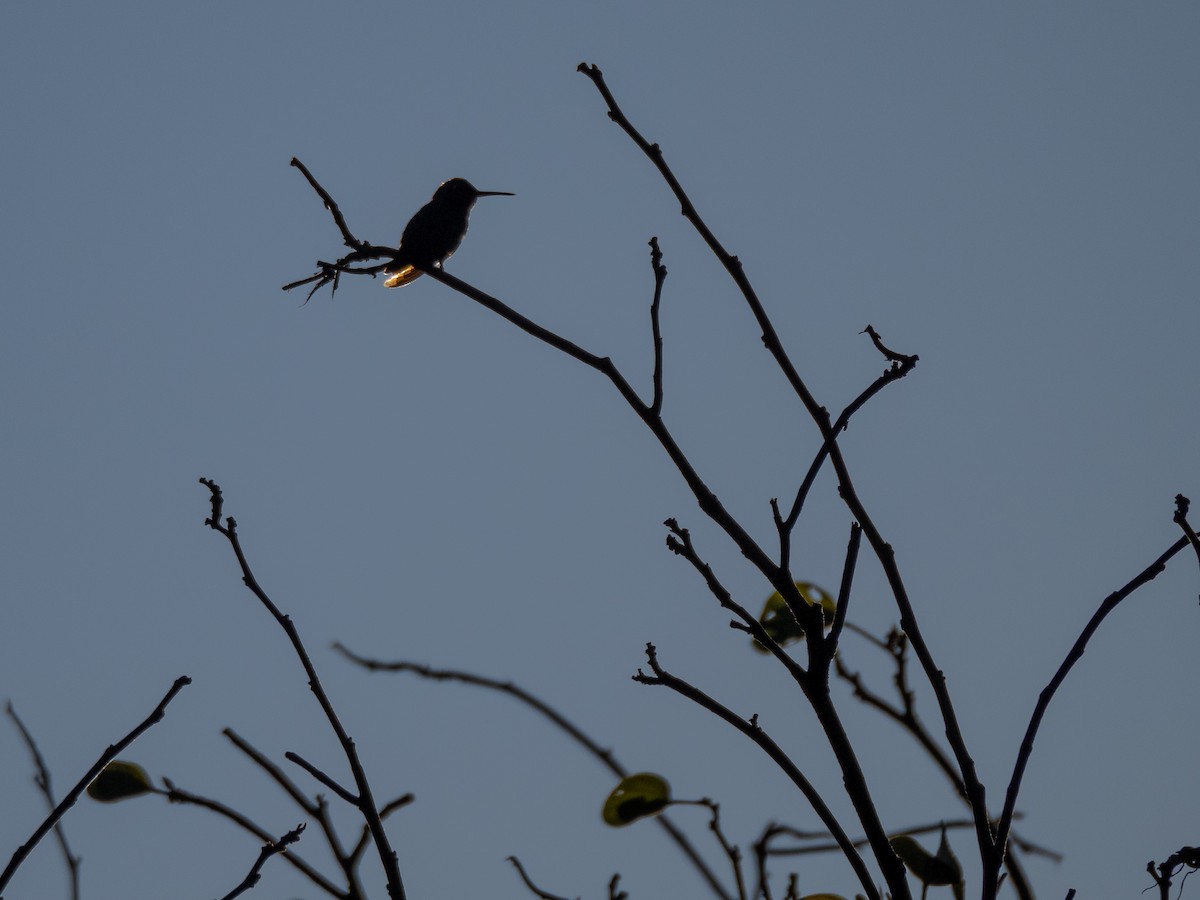 kolibřík lesklobřichý - ML620077925