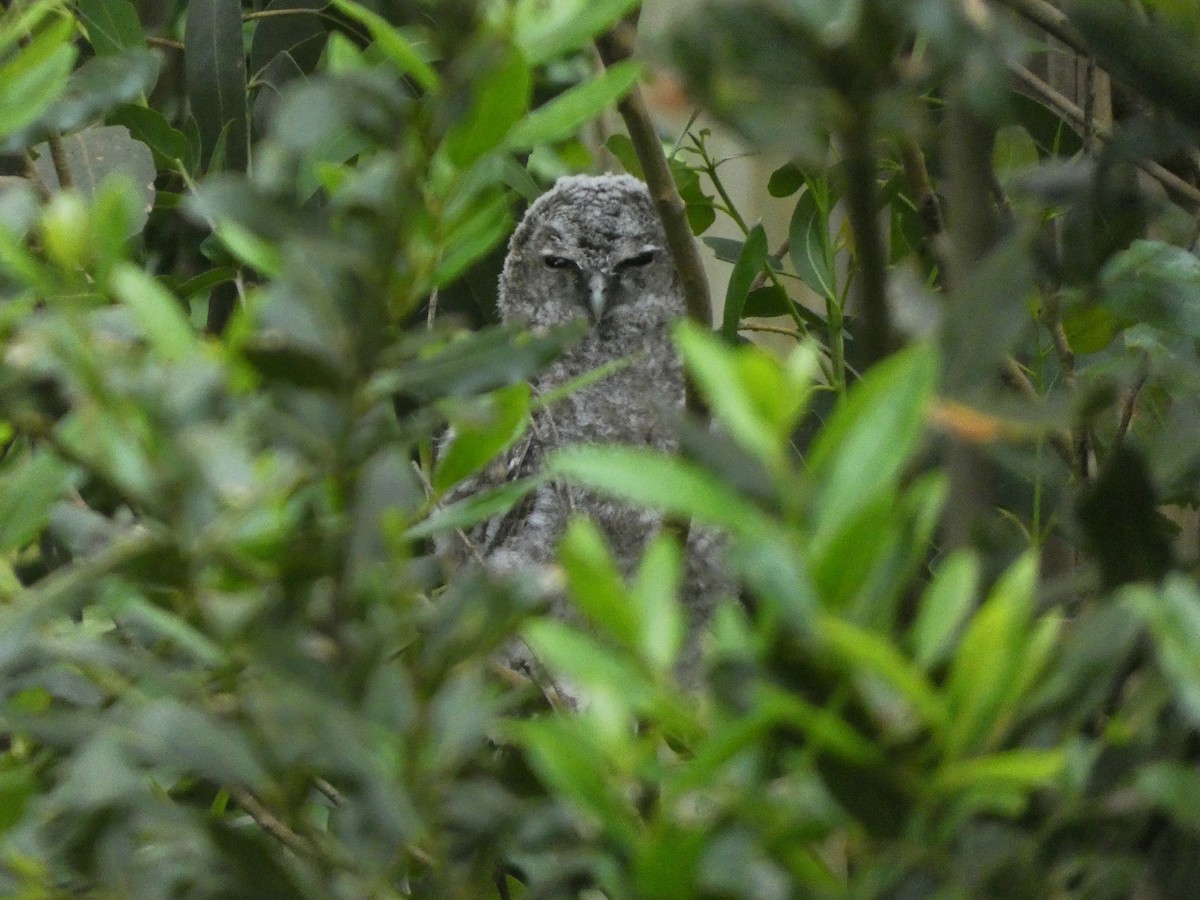 Tawny Owl - ML620077954