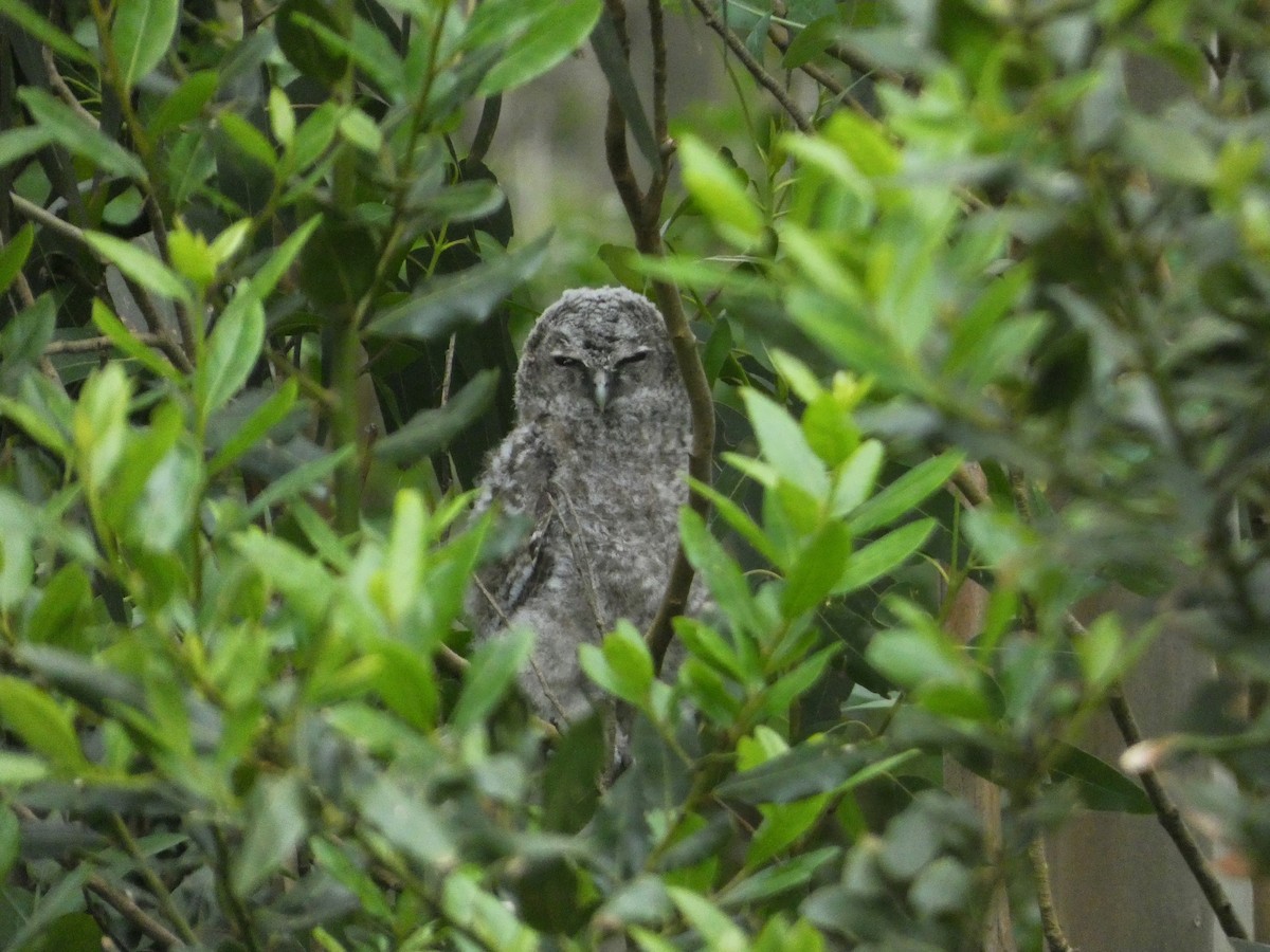 Tawny Owl - ML620077955