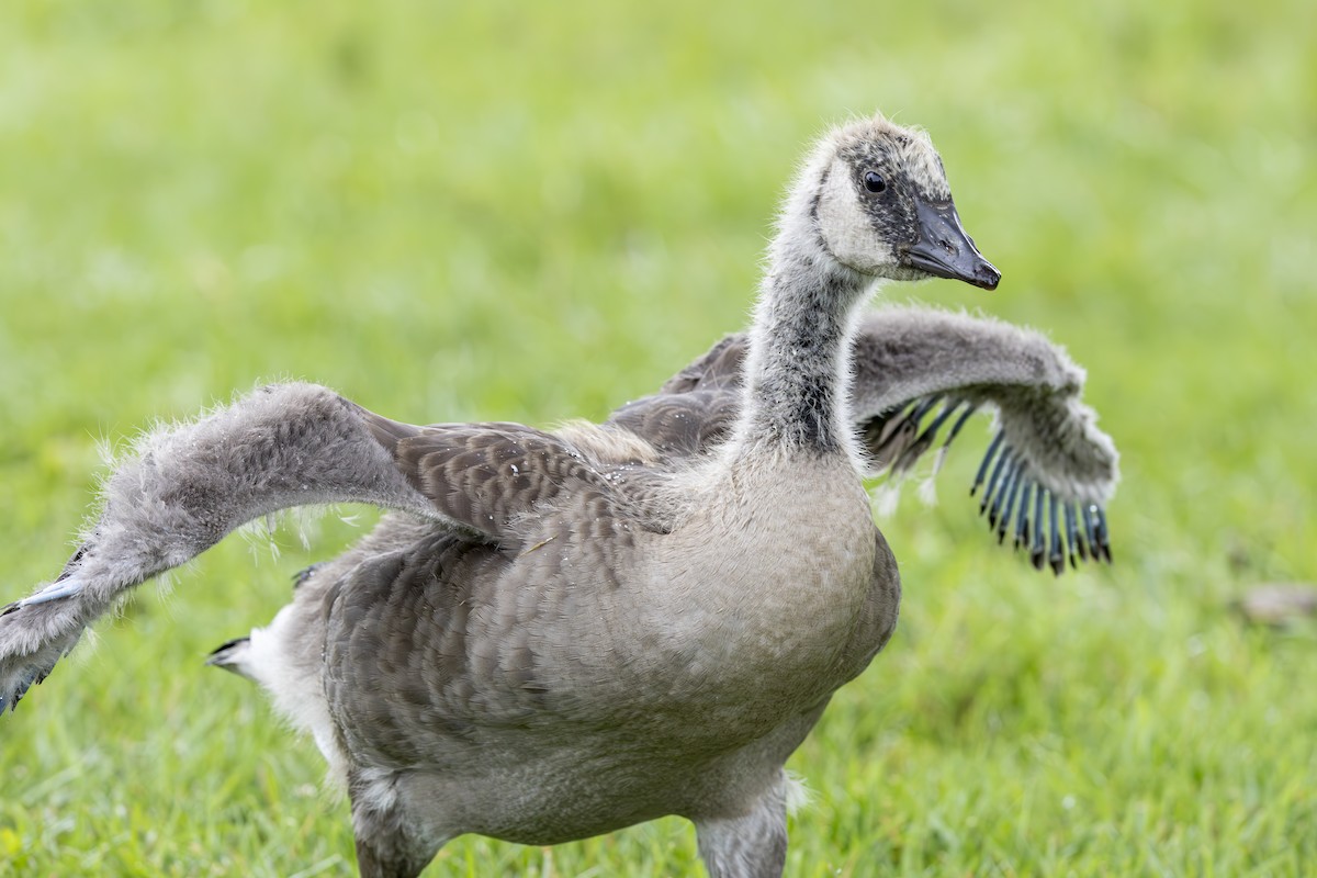 Canada Goose - ML620077978