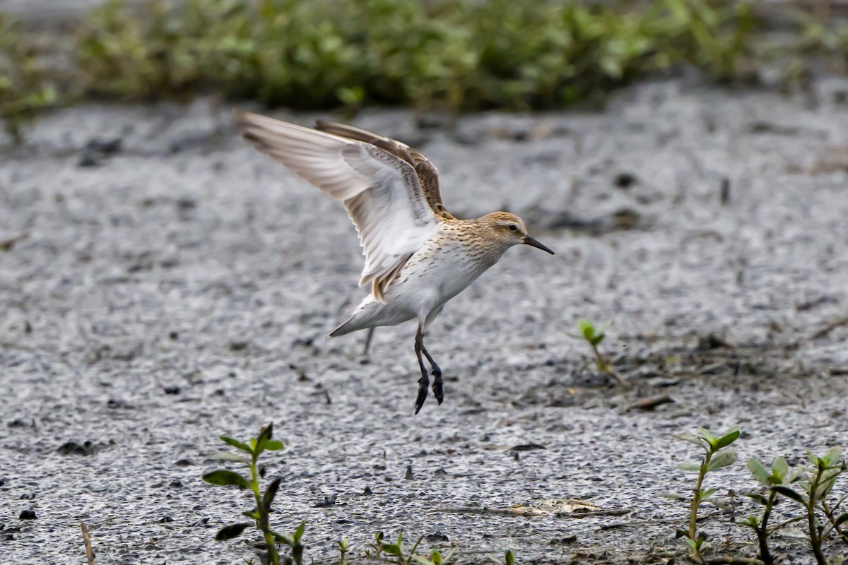 White-rumped Sandpiper - ML620077984