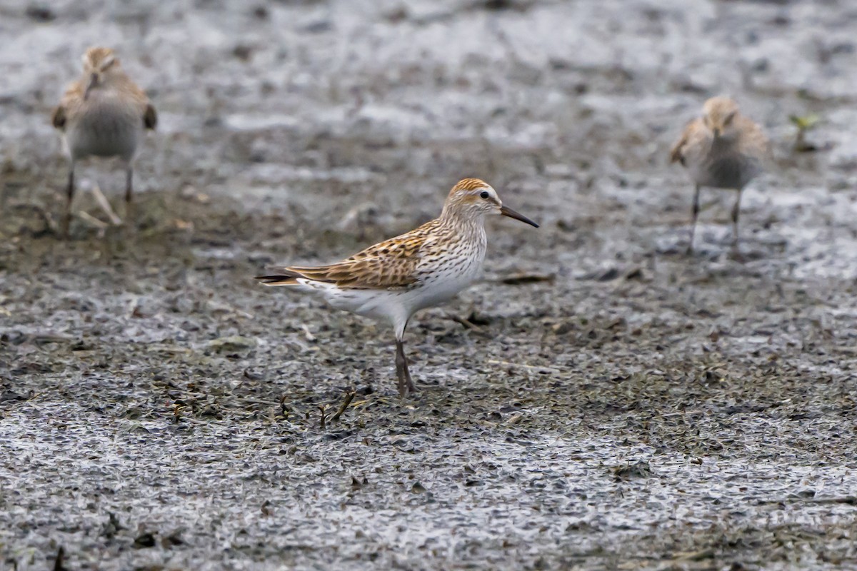 White-rumped Sandpiper - ML620077985