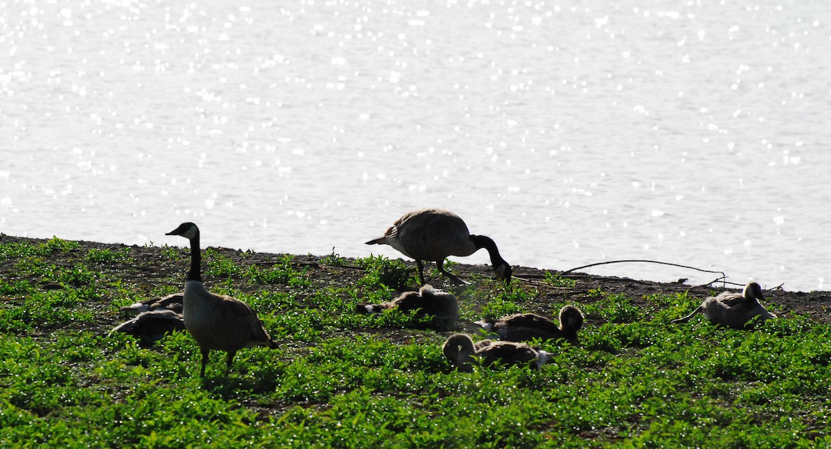 Canada Goose - ML620077994