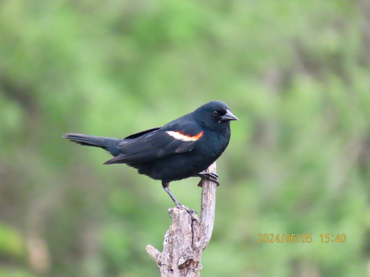 Red-winged Blackbird - ML620078001