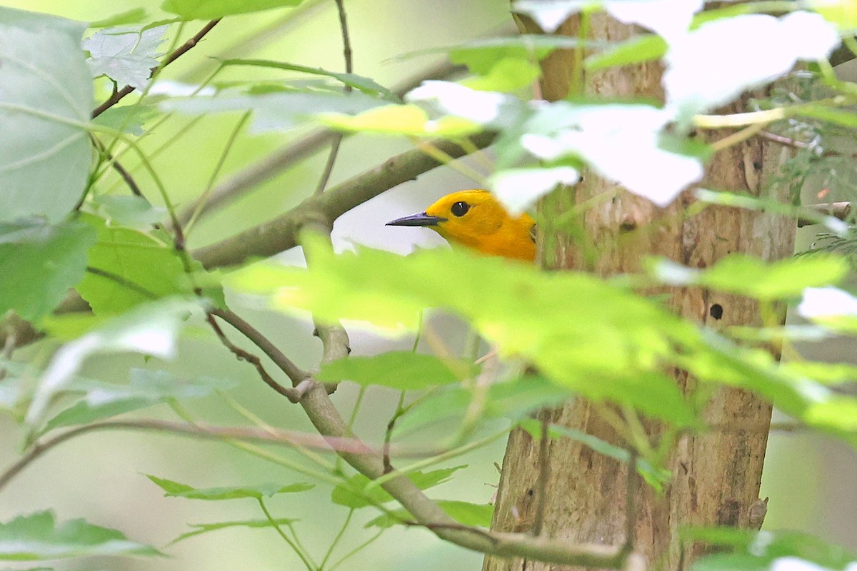 Prothonotary Warbler - ML620078015