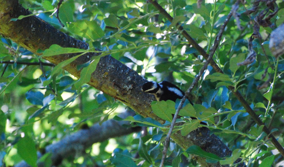 Downy Woodpecker - ML620078016