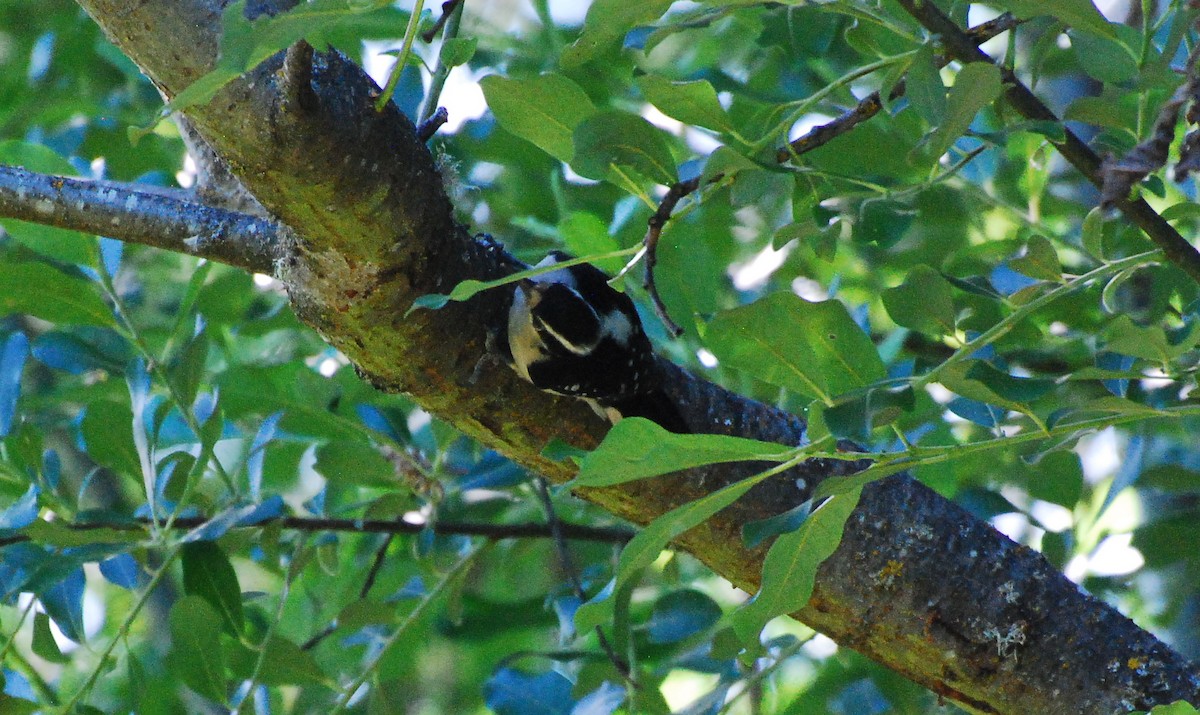 Downy Woodpecker - ML620078020