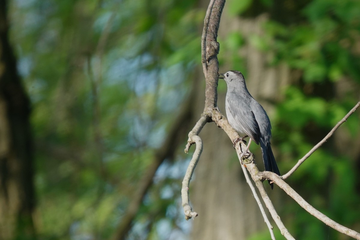 Gray Catbird - ML620078021