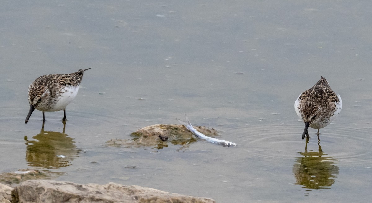 Semipalmated Sandpiper - ML620078035