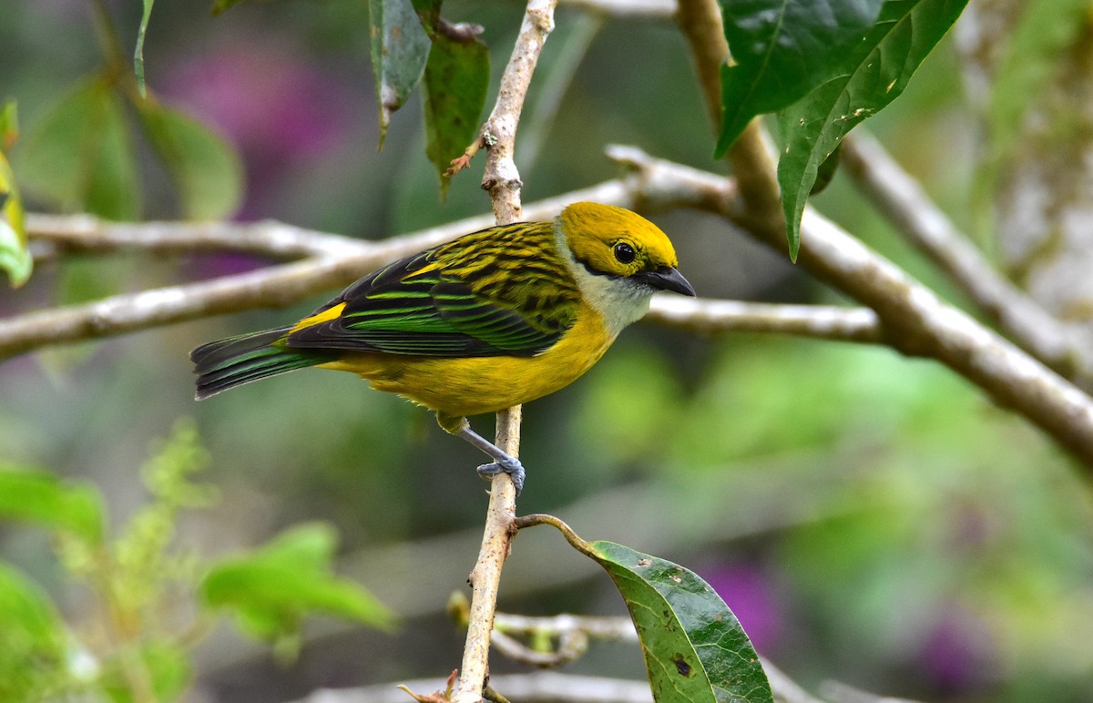 Silver-throated Tanager - ML620078050