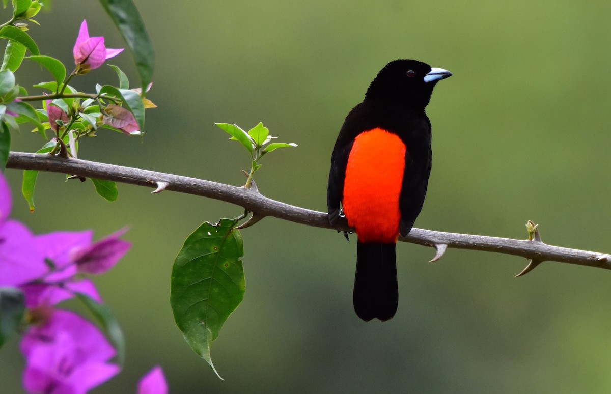 Scarlet-rumped Tanager - ML620078059