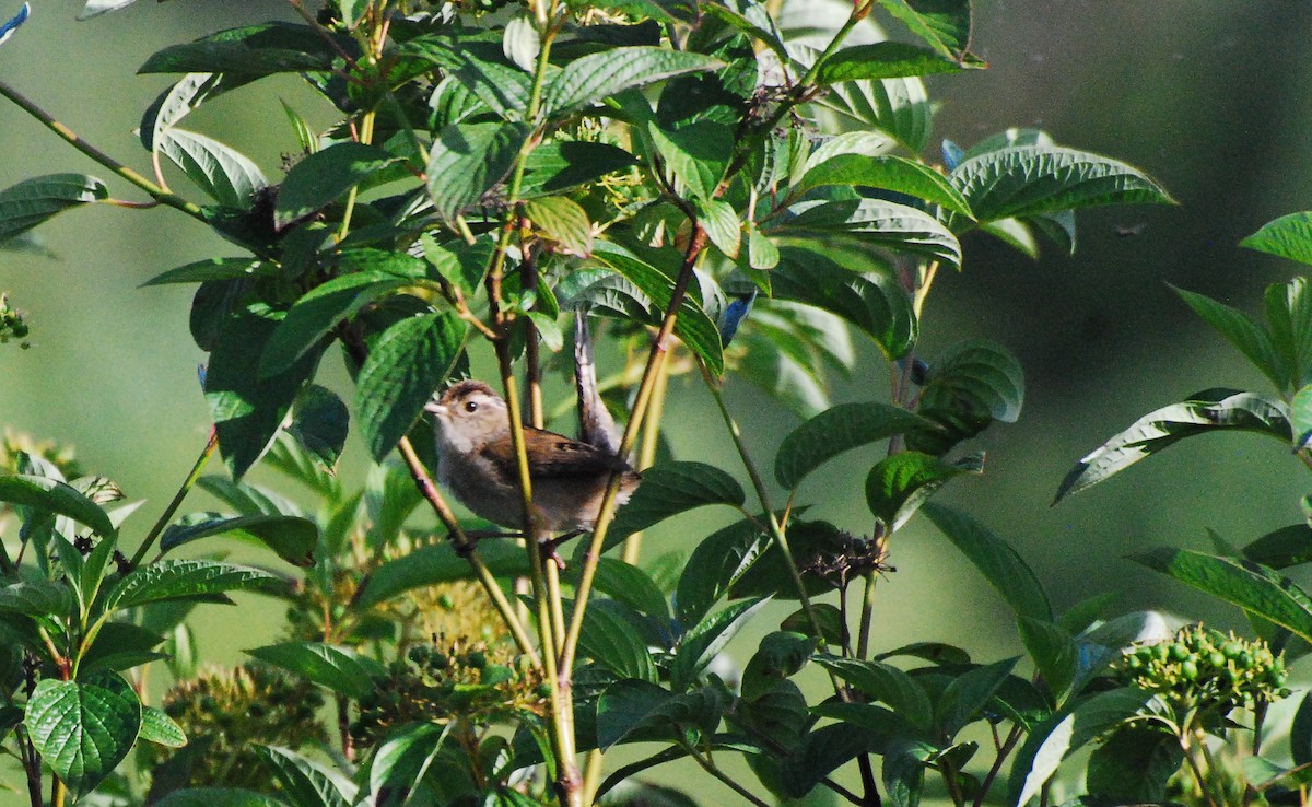 Marsh Wren - ML620078063