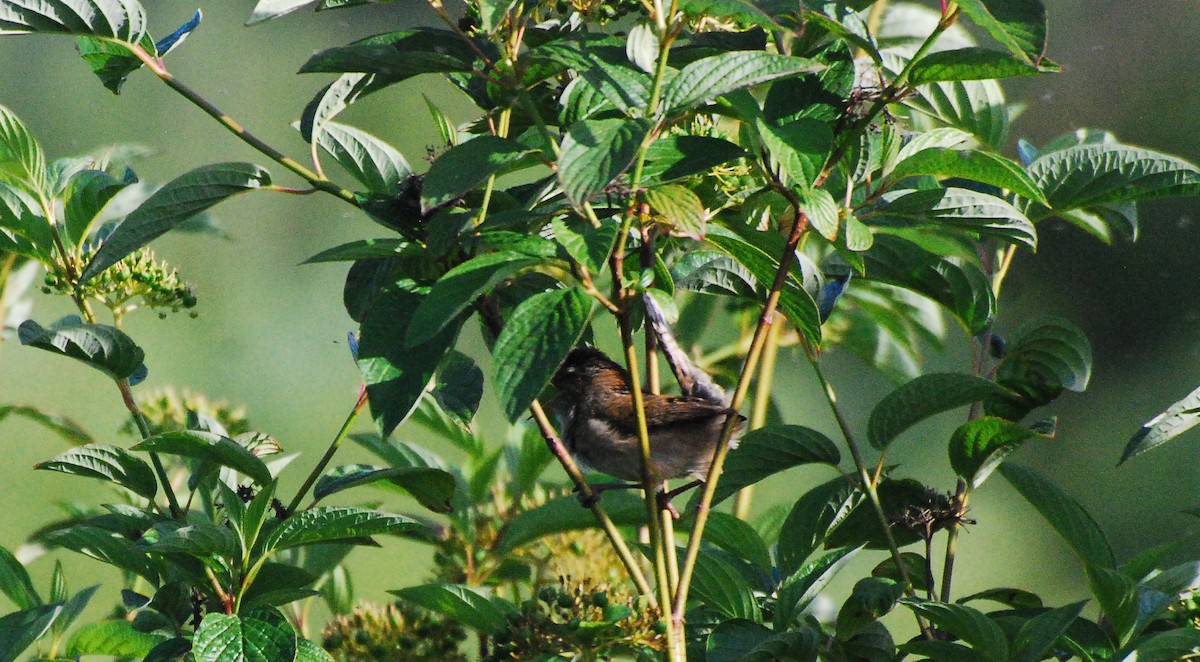 Marsh Wren - ML620078064