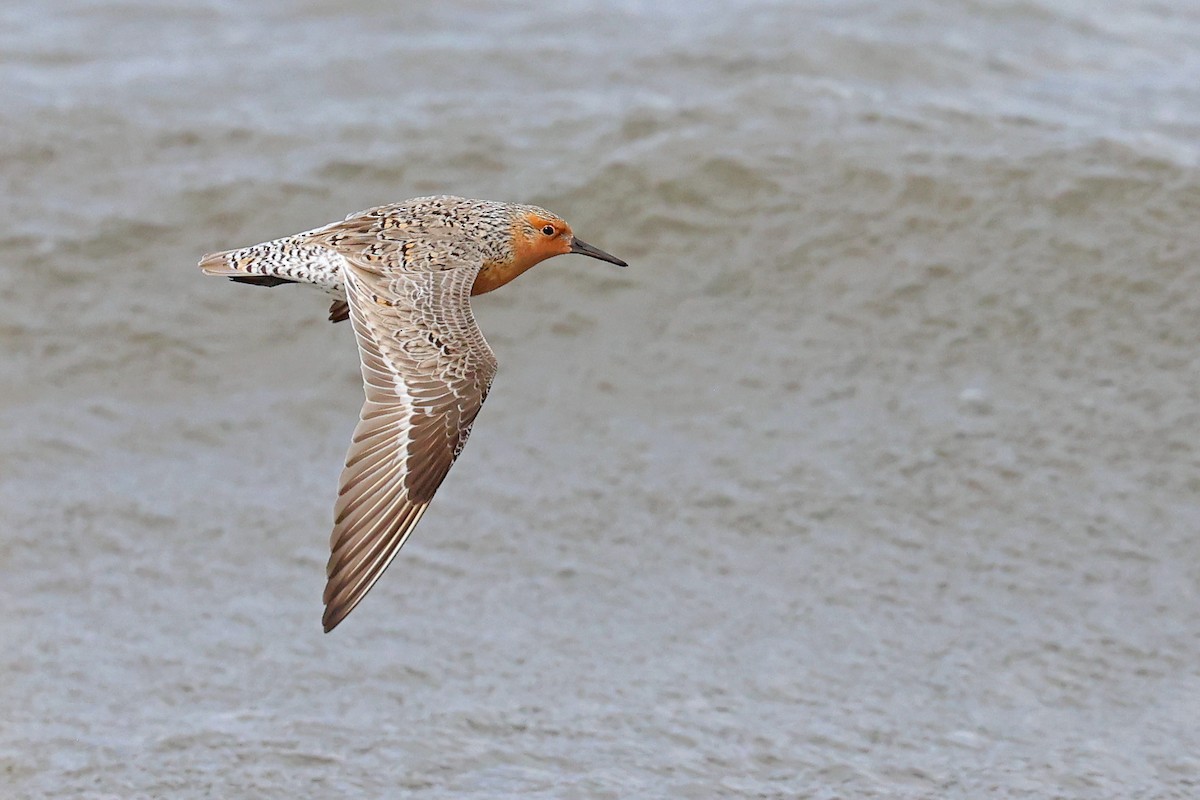 Red Knot - ML620078065