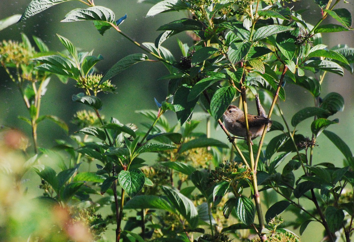 Marsh Wren - ML620078068