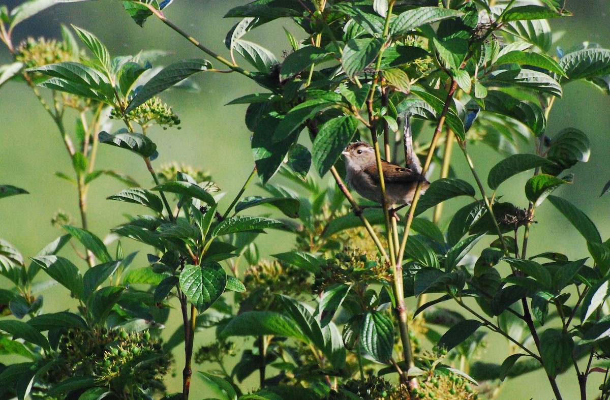 Marsh Wren - ML620078069