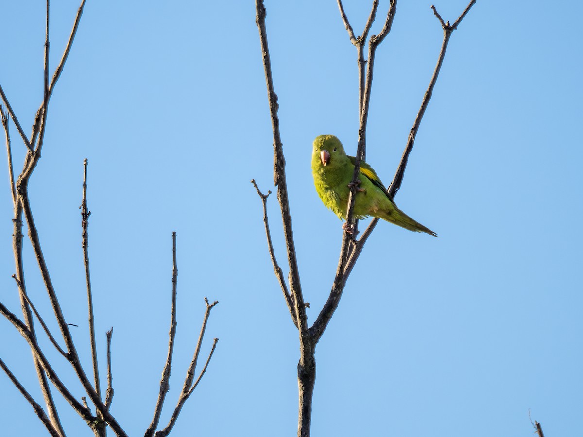 Yellow-chevroned Parakeet - ML620078075
