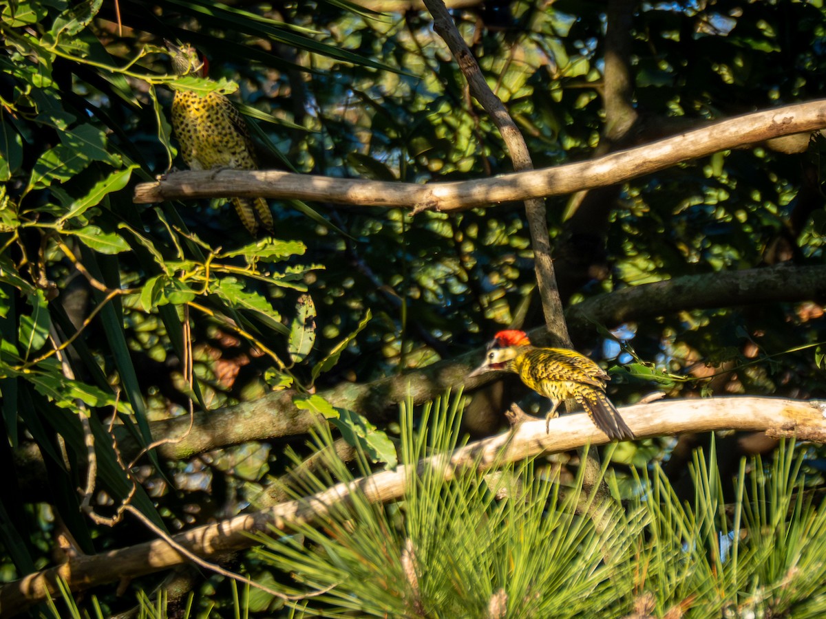 Green-barred Woodpecker - ML620078085
