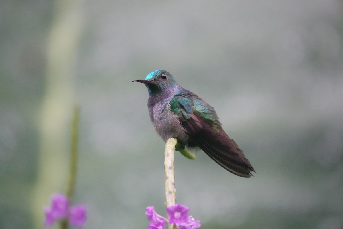Blue-chested Hummingbird - ML620078086