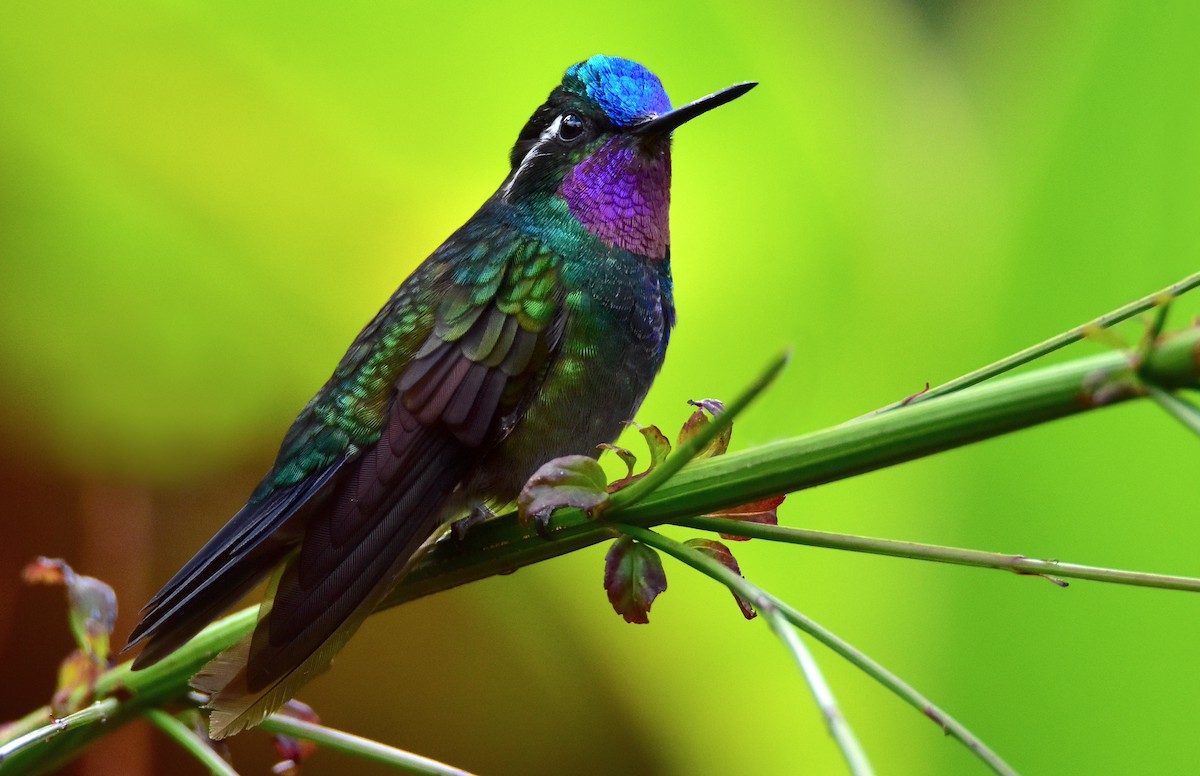 kolibřík fialovohrdlý - ML620078120