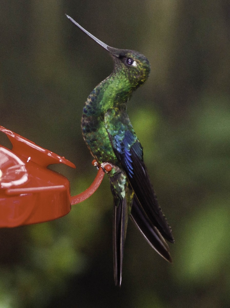 kolibřík modrokřídlý - ML620078124