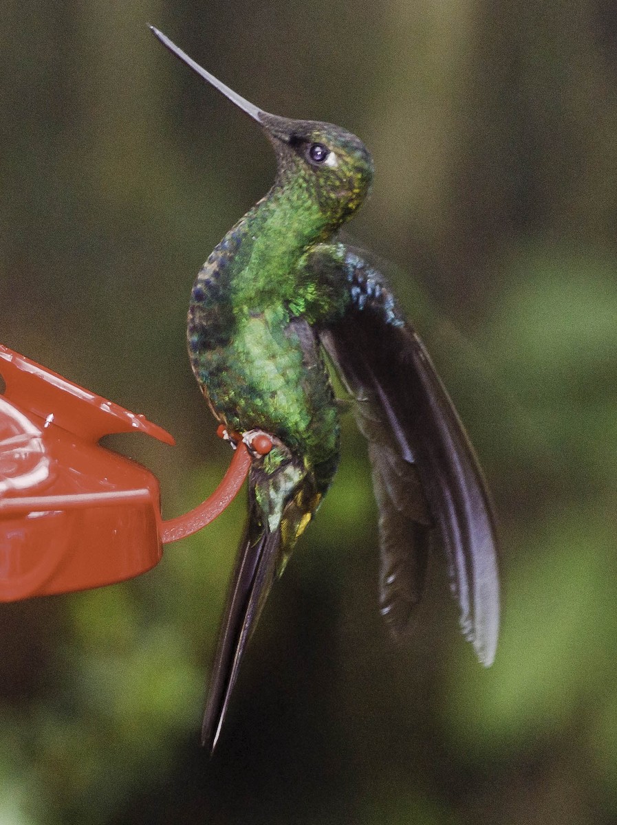 kolibřík modrokřídlý - ML620078126