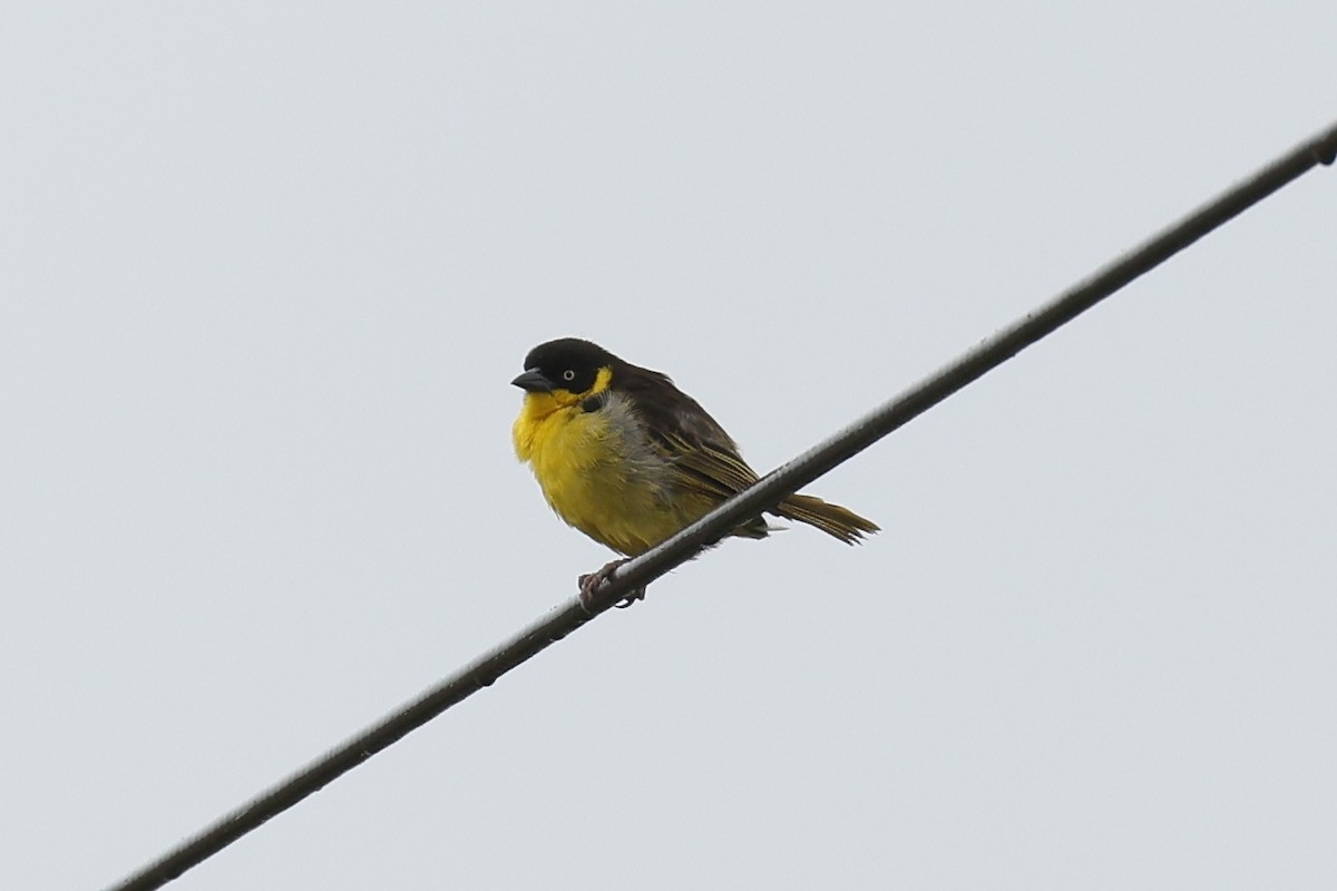 Baglafecht Weaver (Reichenow's) - ML620078138