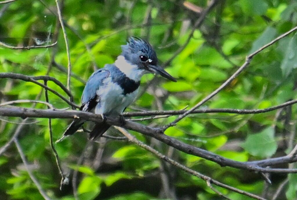 Belted Kingfisher - ML620078140