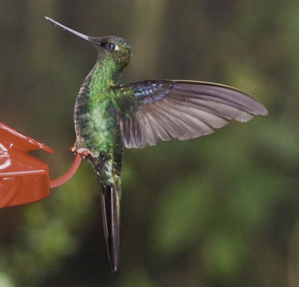 kolibřík modrokřídlý - ML620078141