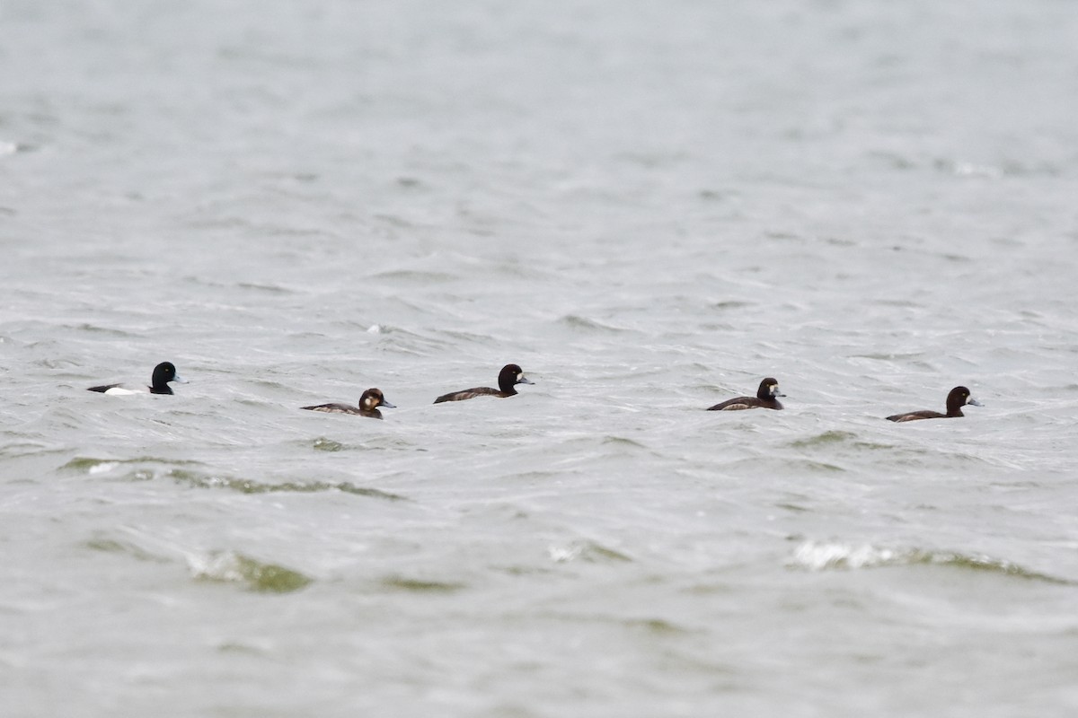 Greater Scaup - ML620078143
