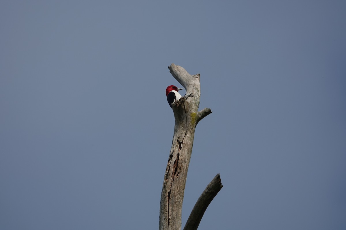 Red-headed Woodpecker - ML620078174