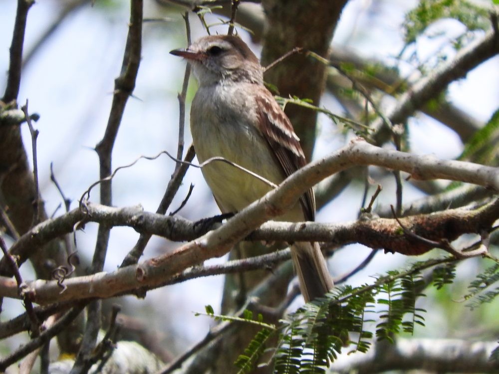 Northern Mouse-colored Tyrannulet - ML620078175