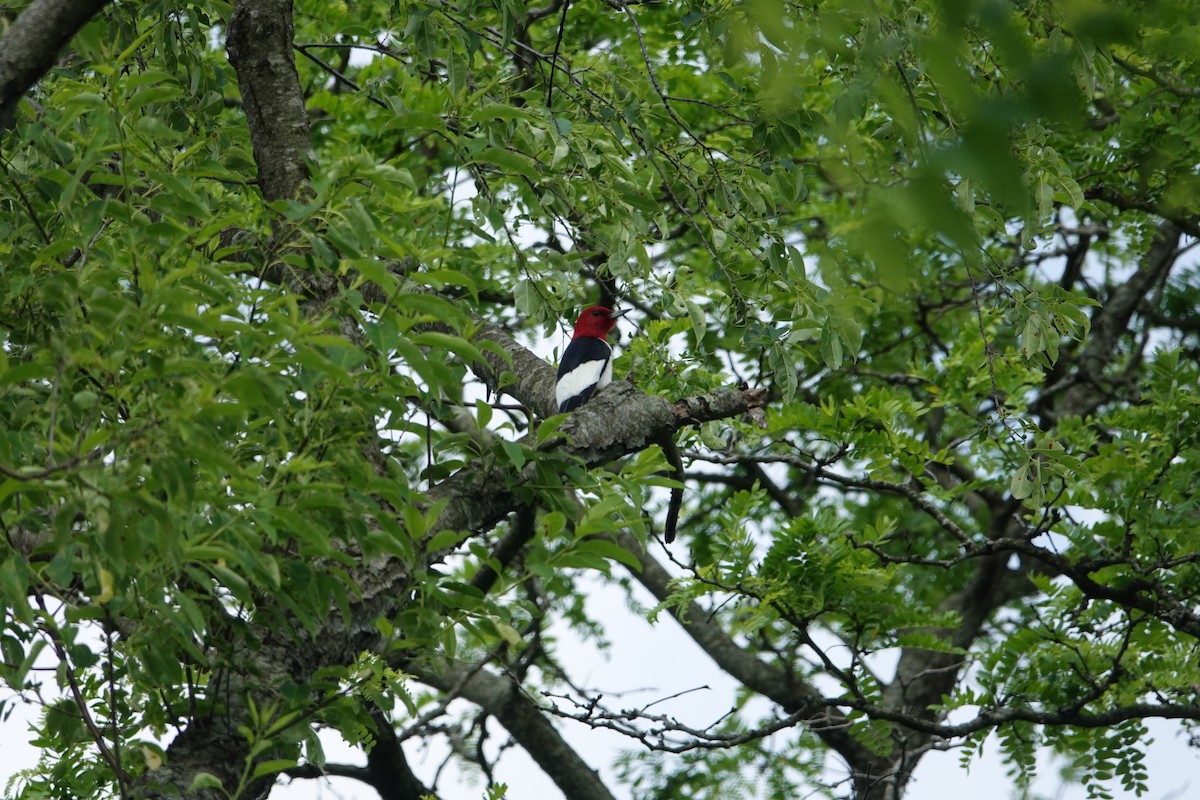Red-headed Woodpecker - ML620078177
