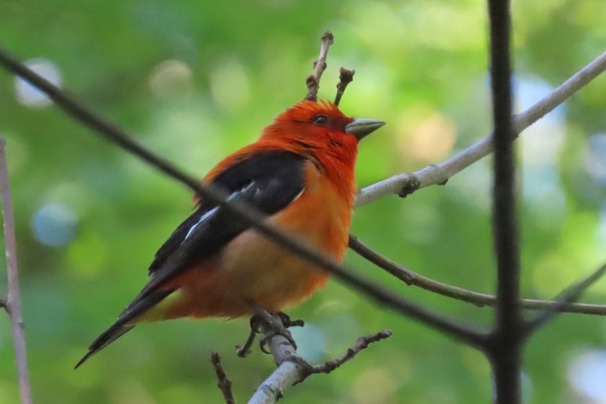 Scarlet Tanager - ML620078190