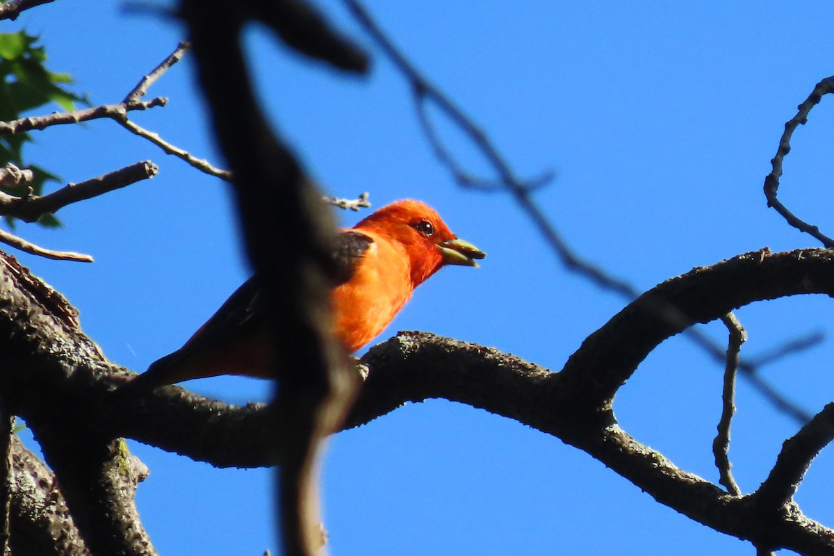 Scarlet Tanager - ML620078191
