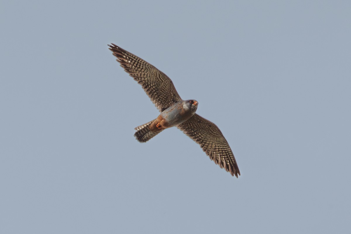 Red-footed Falcon - ML620078196