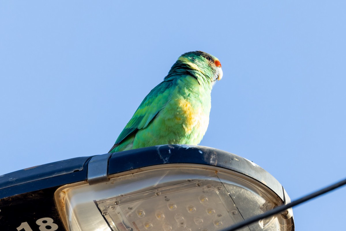 Sarı Yakalı Papağan (barnardi) - ML620078199