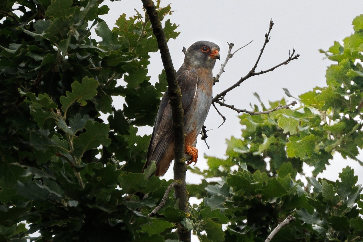 Red-footed Falcon - ML620078203