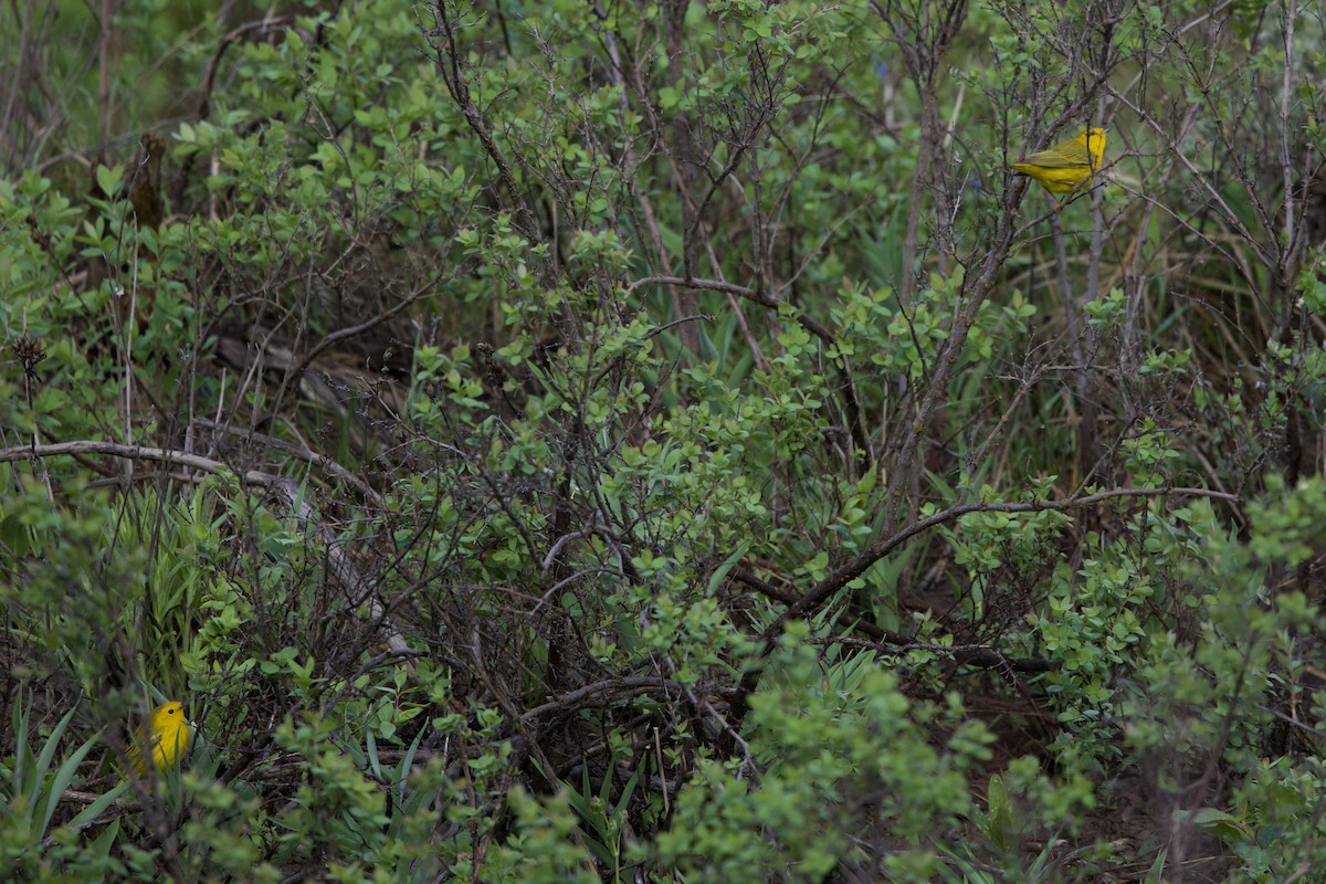 Yellow Warbler - ML620078213