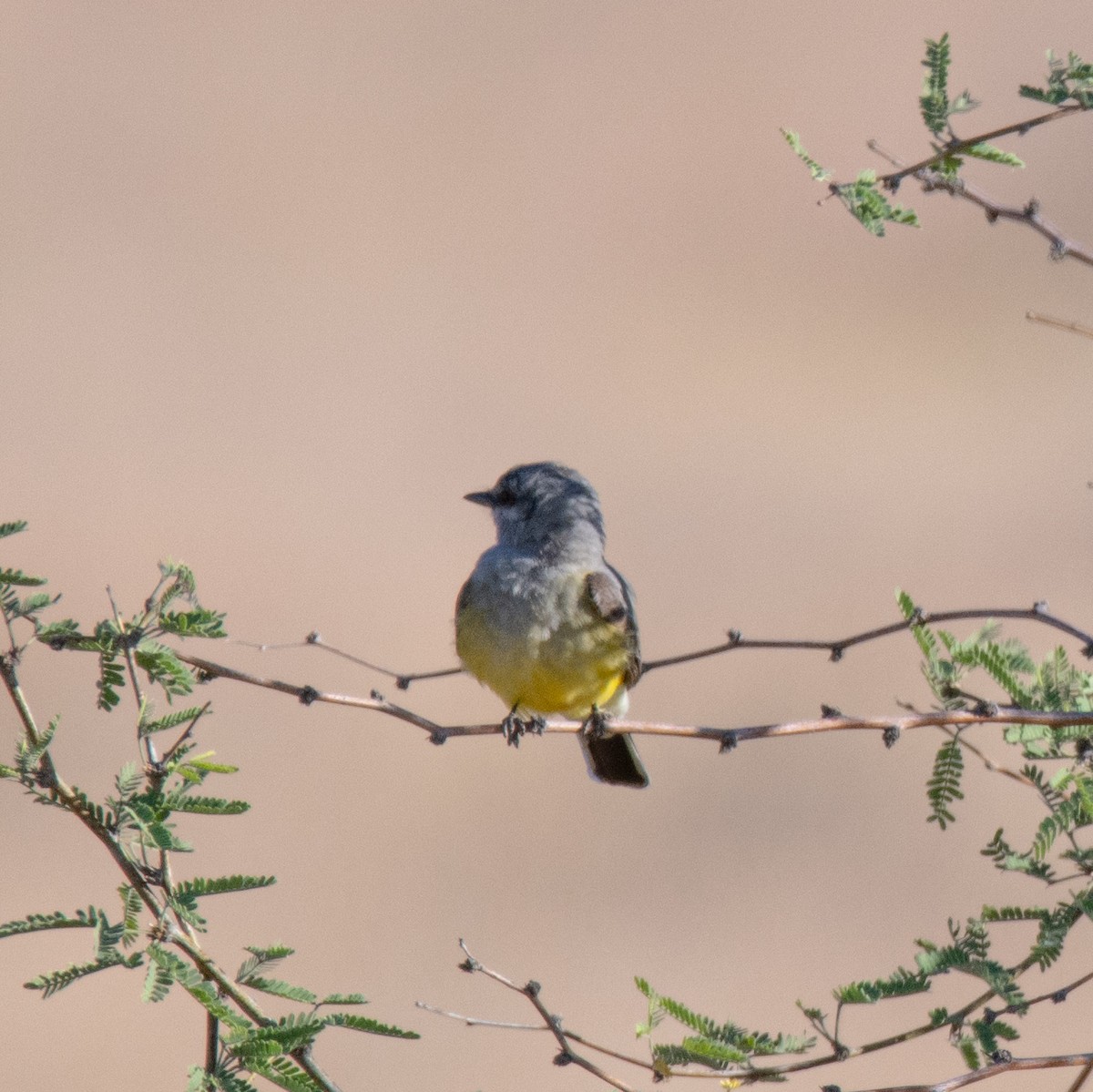 Western Kingbird - ML620078228