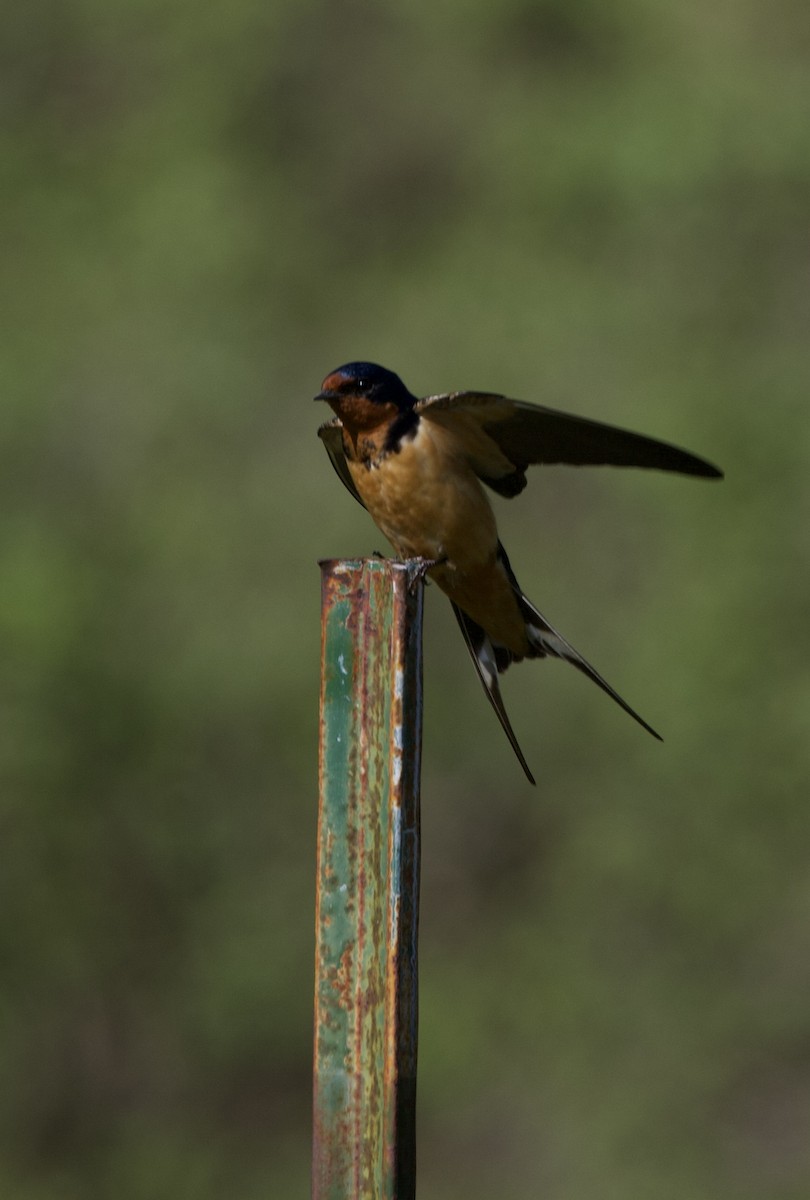 Golondrina Común - ML620078229