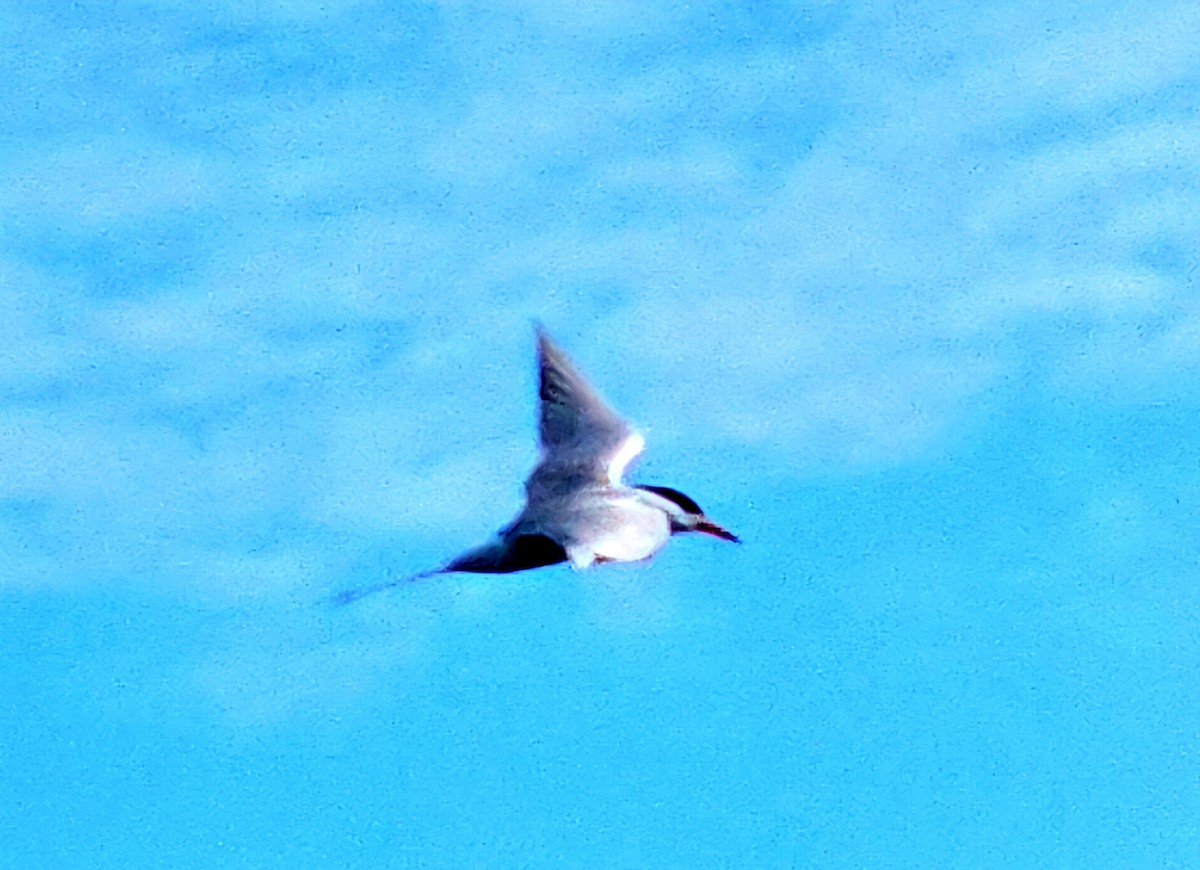 Common Tern - ML620078233