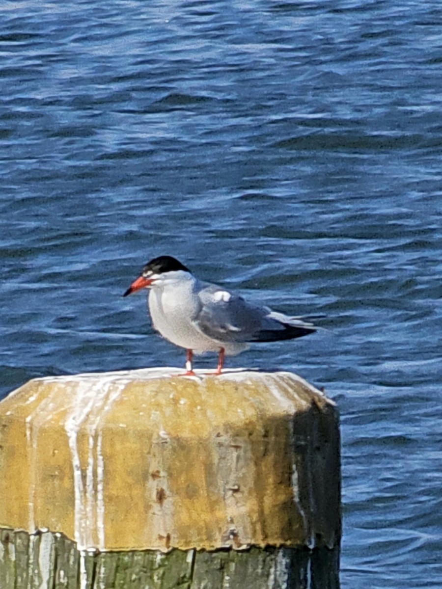 Common Tern - ML620078235