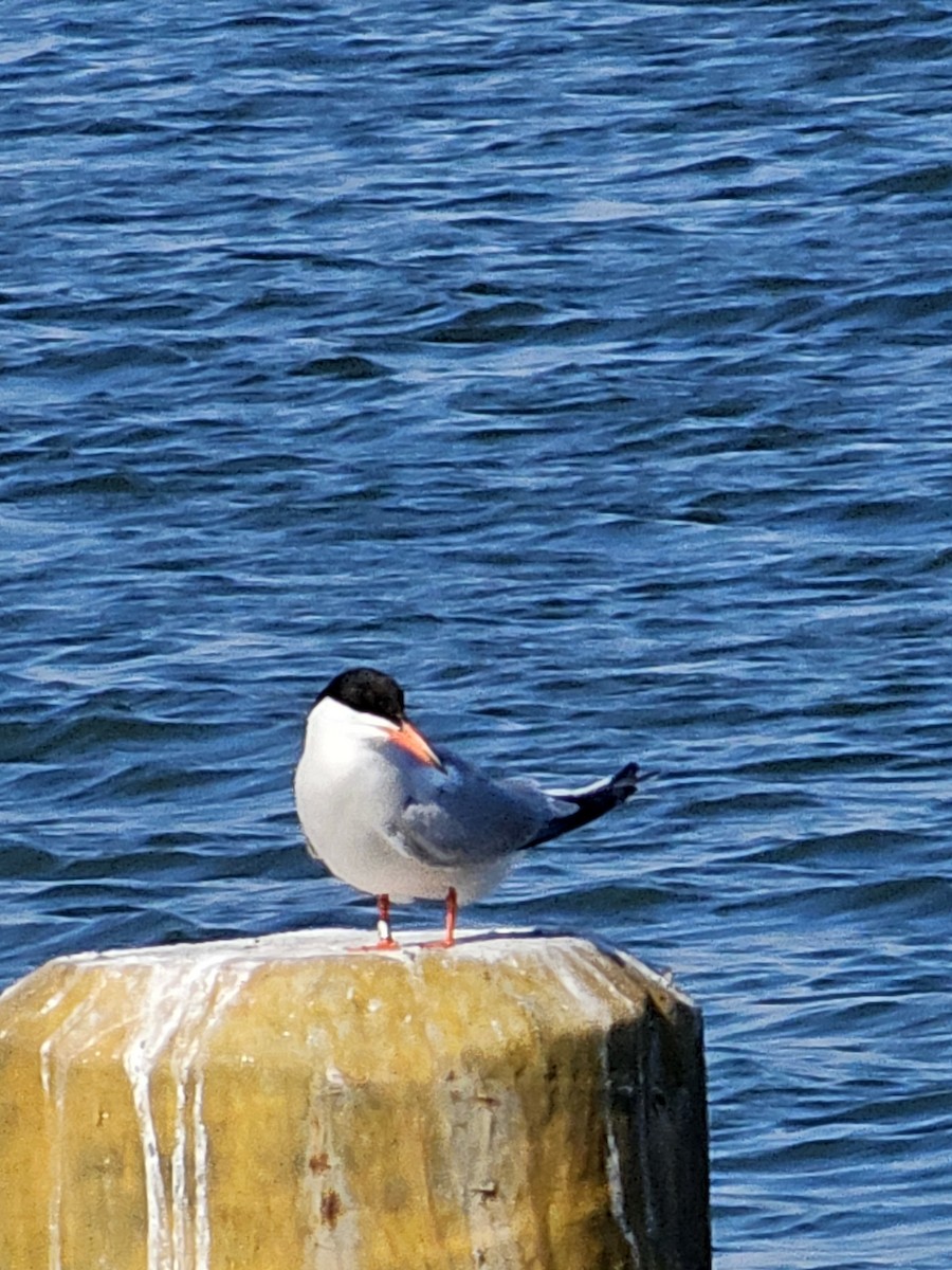 Common Tern - ML620078239