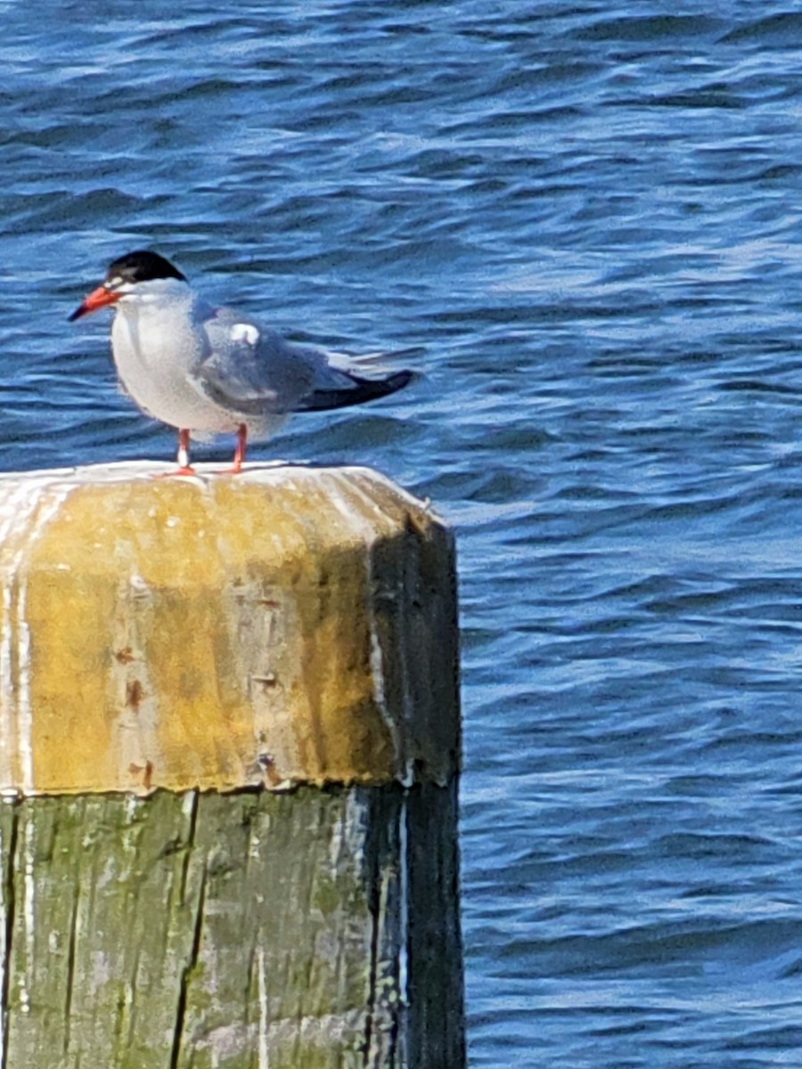 Common Tern - ML620078240